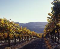 Affitto terreno agricolo