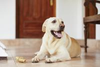 Cane che abbaia in condominio