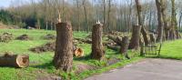 Concorso Forestale