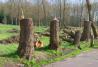 Concorso Forestale