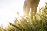 Contributi giovani agricoltori