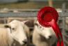 Incentivi giovani agricoltori