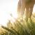 Contributi giovani agricoltori