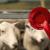 Incentivi giovani agricoltori