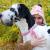 Assicurazione cane