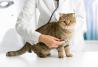 Spese veterinarie detraibili