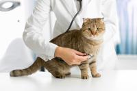 Spese veterinarie detraibili