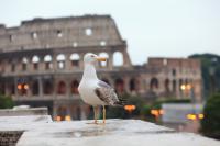 Last minute Roma Last minute Roma